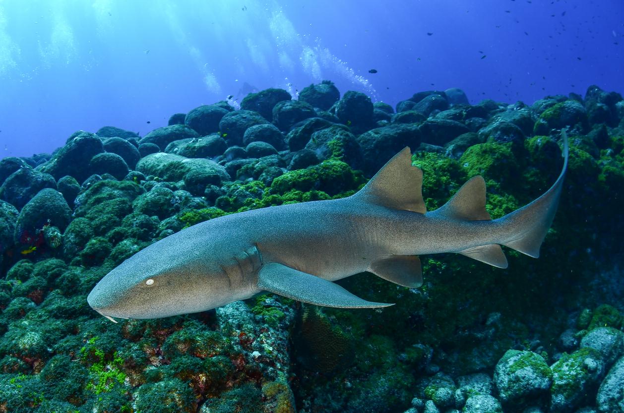 A Nurse Shark is photographed in the Fernando de Noronha sea in Brazil.