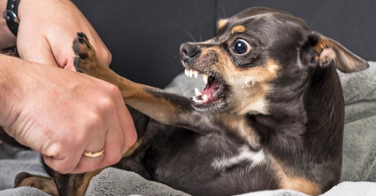 An aggressive Chihuahua baring its teeth. 