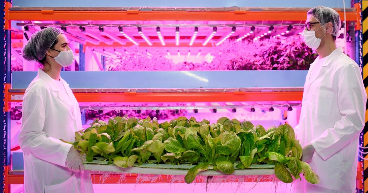 LED lights glow in a vertical farm.