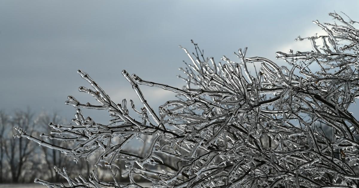 A branch is covered in a layer of ice after a bad winter storm