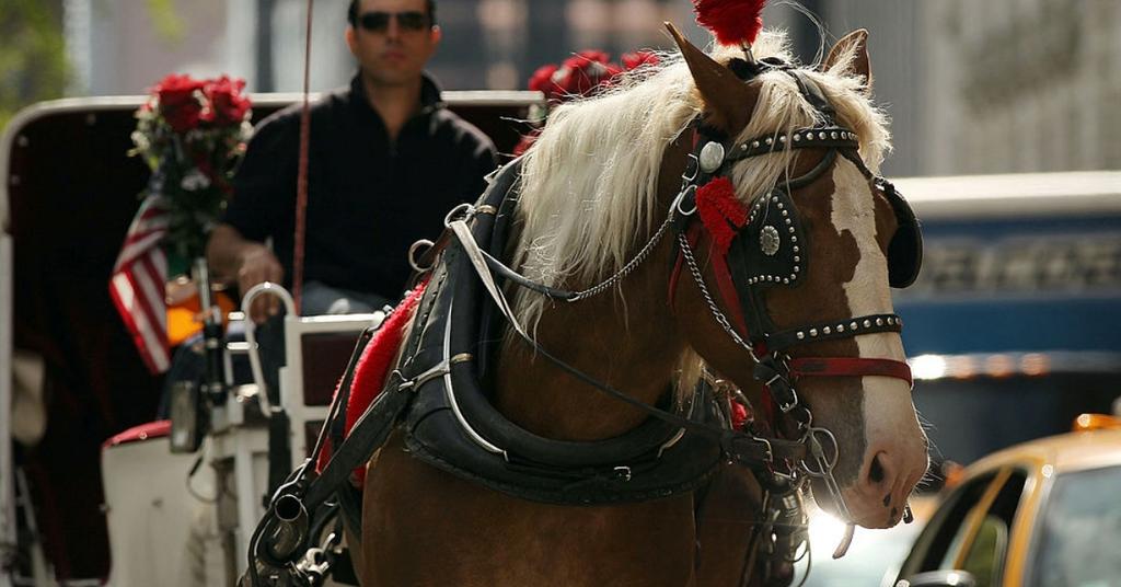 NYC Carriage Horse, Black Jack, Dies From Colic