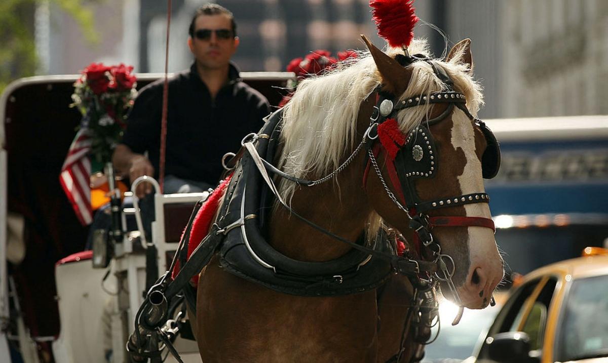 NYC Carriage Horse, Black Jack, Dies From Colic