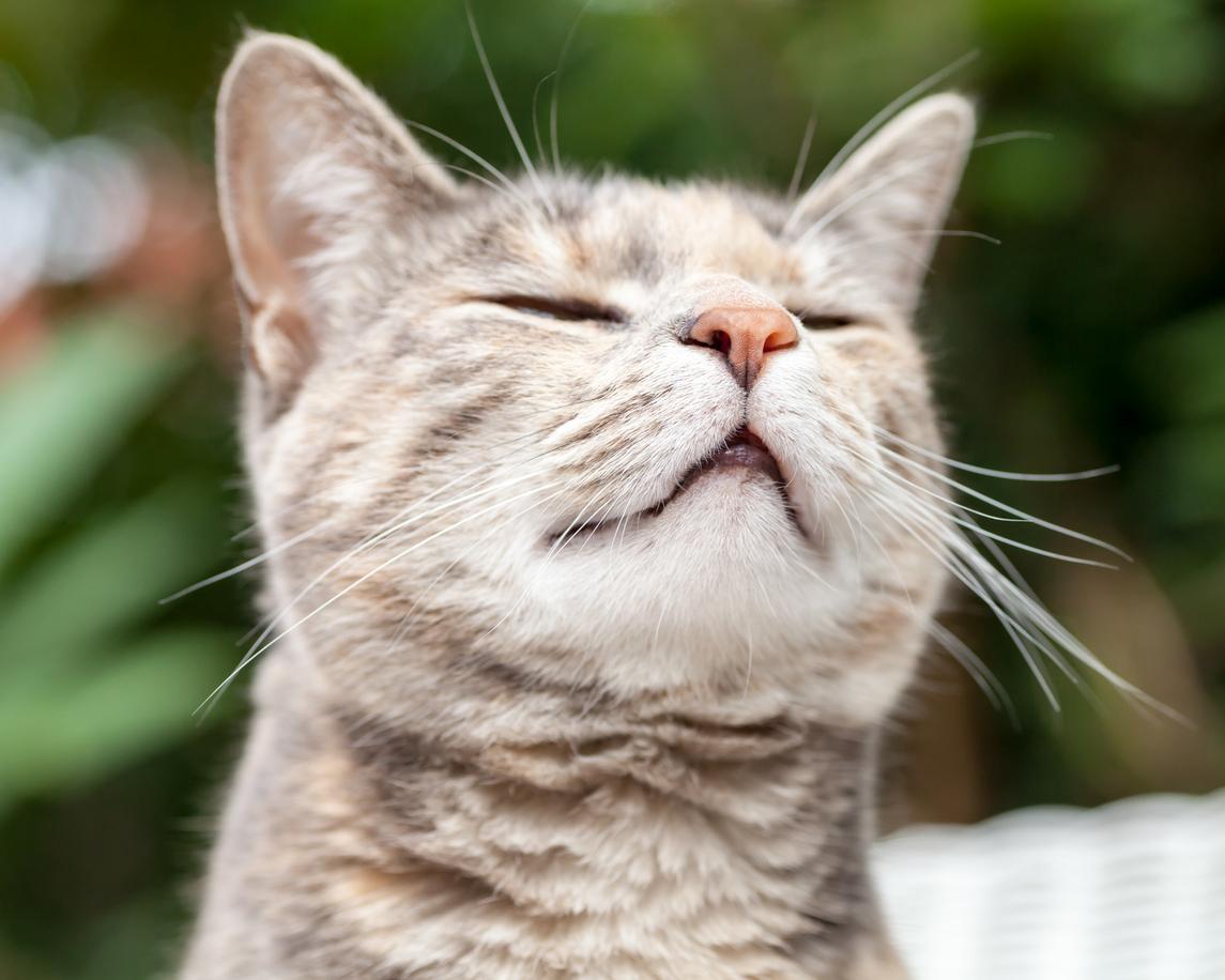 A Tortoiseshell tabby cat smells the wind outdoors.