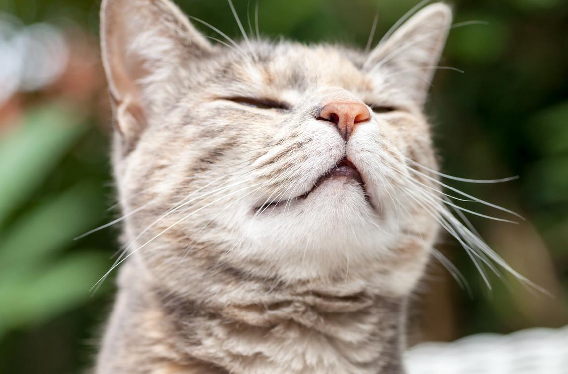 Why Are Cats' Noses Wet? The Answer Isn't so Straightforward