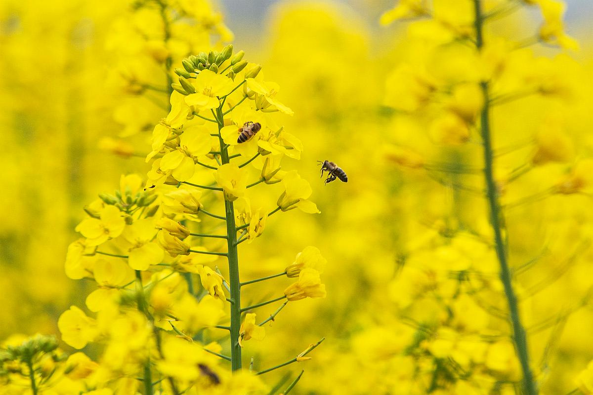 Natural relief from seasonal allergies