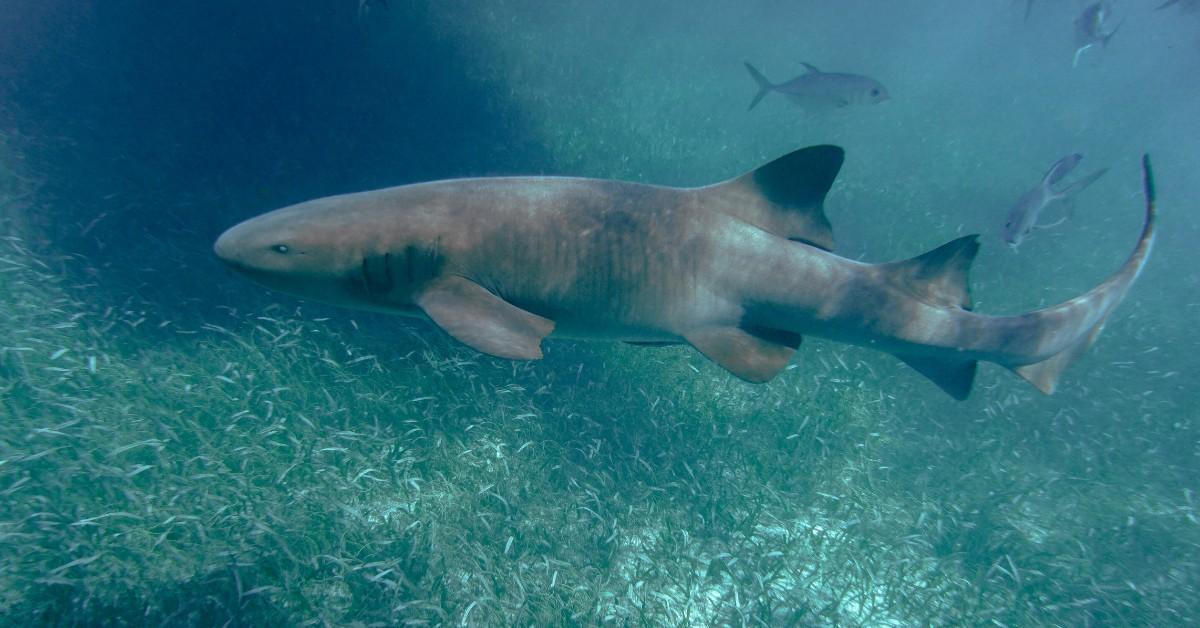 A traditionally colored nurse shark swims in the water