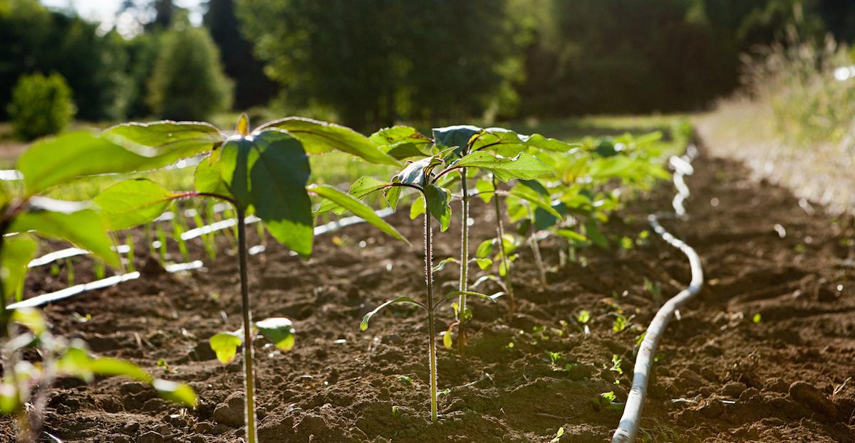 Plants in Soil