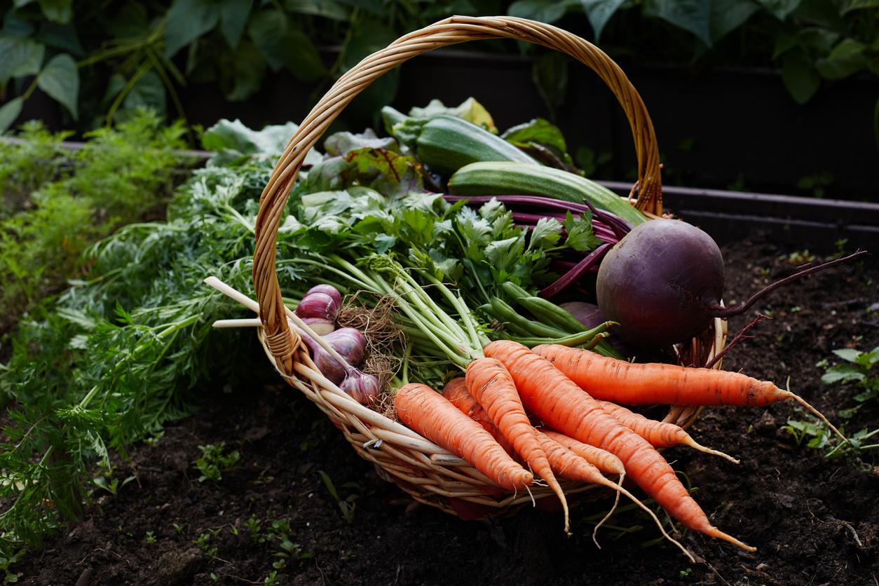 Harvest Basket