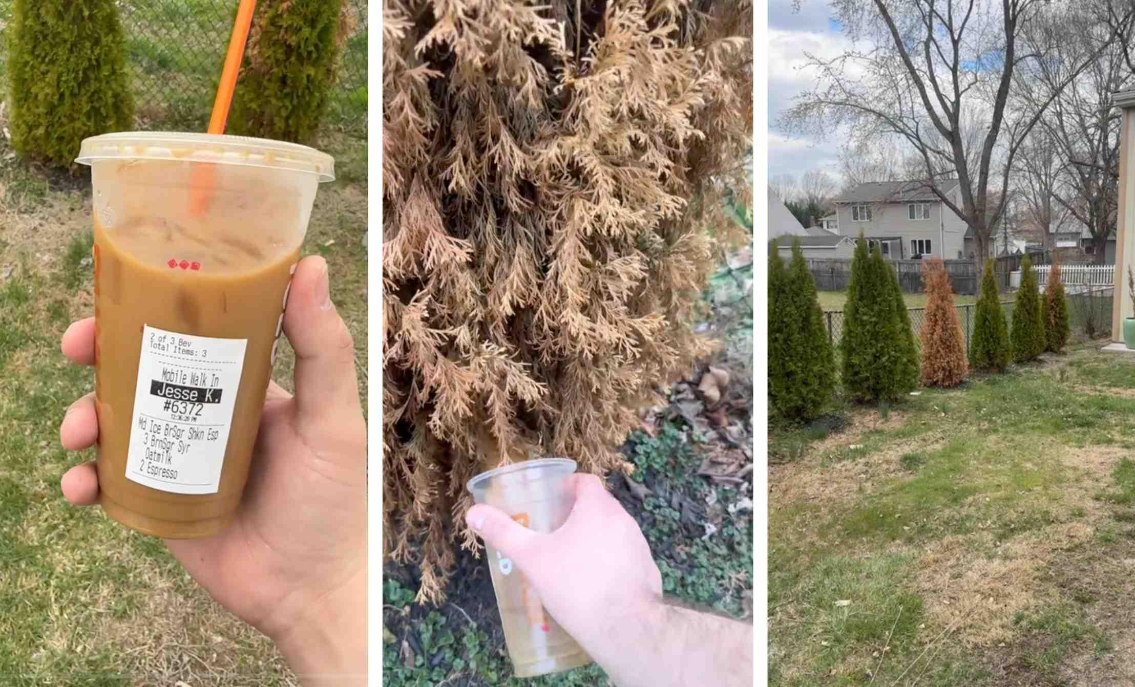 Three screenshots from a TikTok video depict a Dunkin' espresso reviving a dying tree.