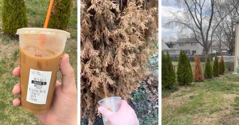 Three screenshots from a TikTok video depict a Dunkin' espresso reviving a dying tree.