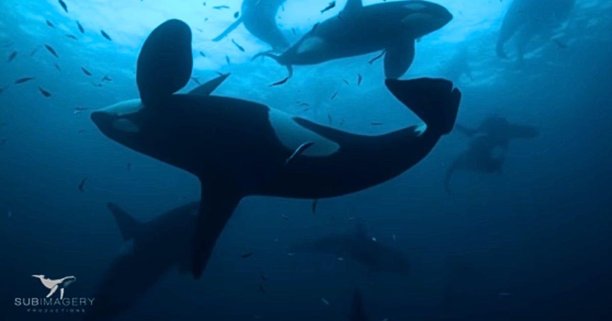 Several orcas swimming underwater in Norwegian Sea. (Cover Image Source: YouTube | @DidierNoirot)