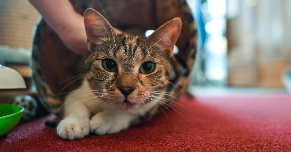 White and tabby housecat gets pet