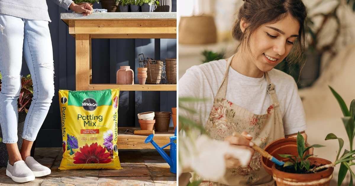 (L) Woman endorses a packet of Miracle-Gro potting mix (Cover Image Source: Amazon) | (R) Young woman in the apron is planting houseplants at home. (Representative Cover Image Source: Getty Images | Tatiana Burzakowa)