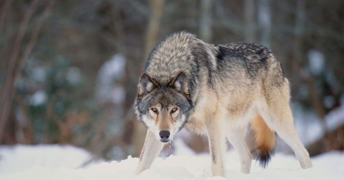 Fiercely gazing gray wolf on an undulating landscape blanketed in snow (Representative Cover Image Source: Getty Images | Art Wolfe)
