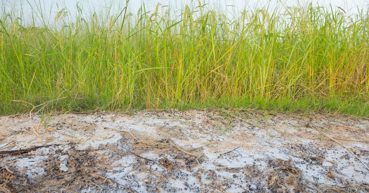 Photograph of beachside soil and sand next to grasses. 