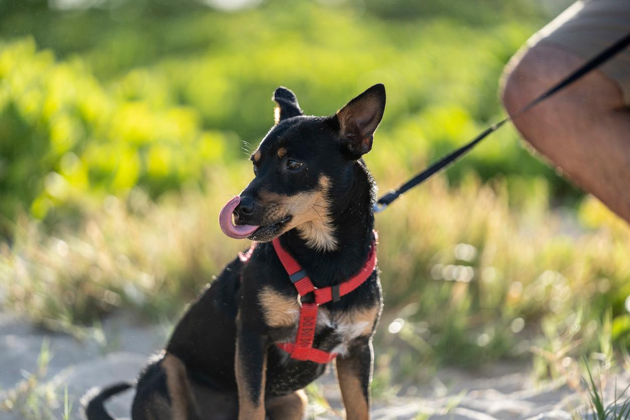 Per ABC News, the purebred Lancashire Heeler has been confused by show judges and breeders alike as a mixed-breed dog, similar to the one seen here with a red harness against a grassy backdrop.