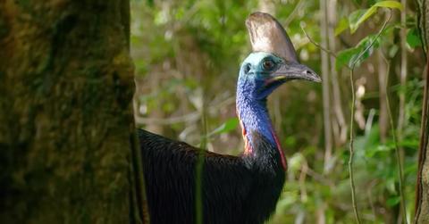 Wild Cassowary