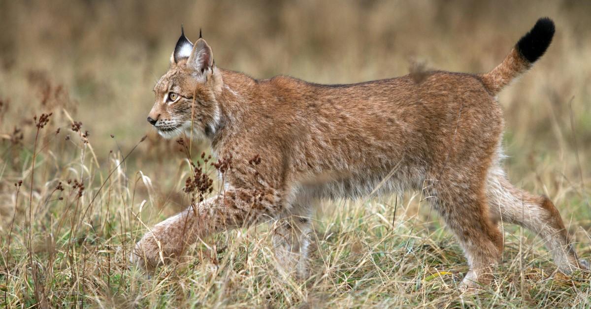 A lynx stalks through the tall grass