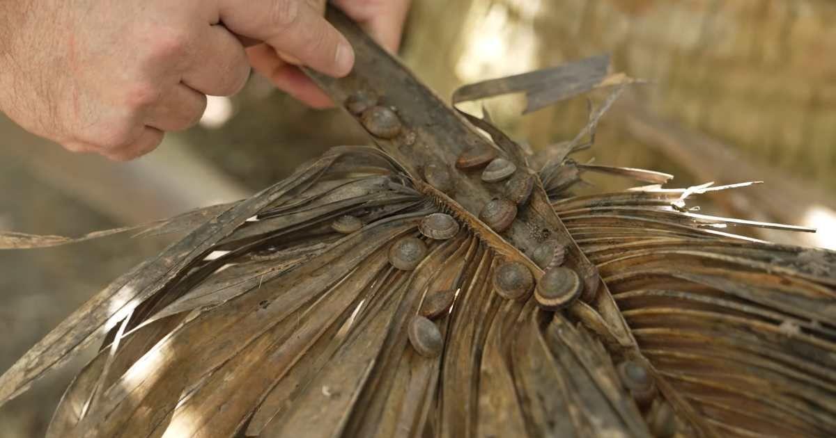 The greater Bermuda snail (Poecilozonites bermudensis) officially saved with help from Chester Zoo conservationists (Cover Image Source: YouTube | Chester Zoo)