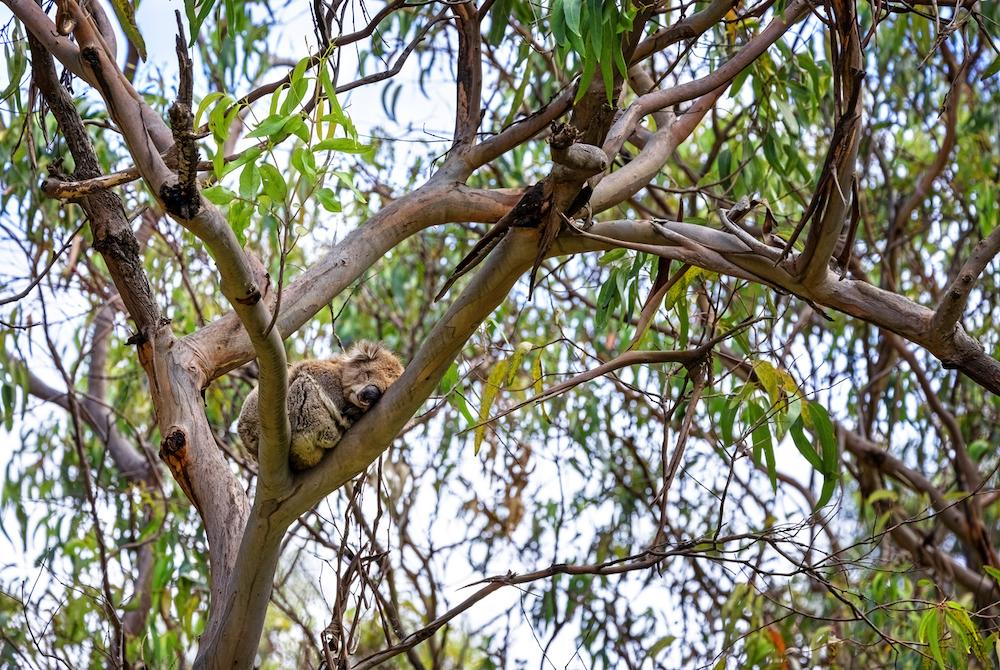 A koala in a eucalyptus tree.