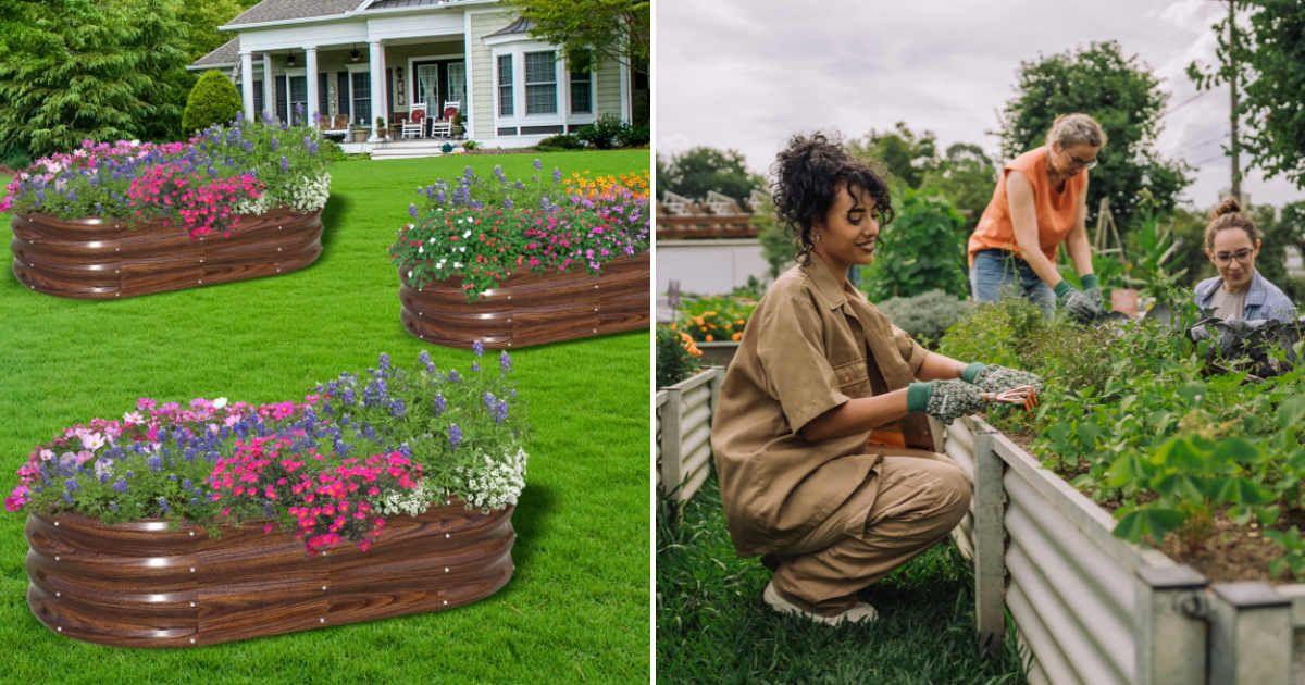 (L) The garden bed for sale on Walmart. (Cover Image Source: Walmart) |  (R) People gardening in a raised garden bed. (Representative Cover Image Source: Getty Images | Drs Producoes)