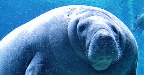 An adorable grey-colored manatee snapped underwater. (Representative Cover Image Source: Pexels | Robbie King)