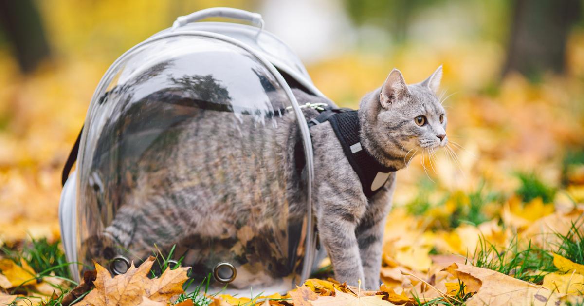 Hosico's Adventures in a Cat Backpack 