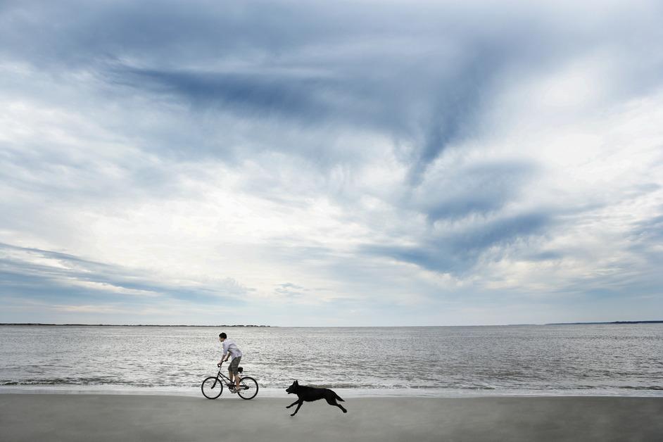 Dog running on beach