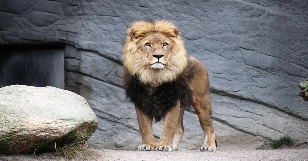 Animals That Represent Strength, From Lions to Rams