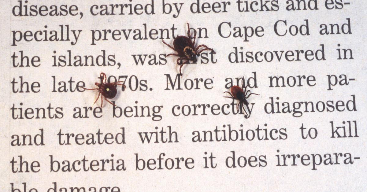 Ticks