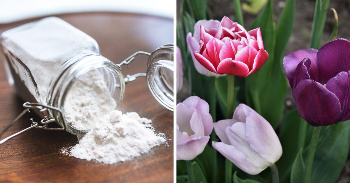 (L) Talcum powder in a glass bottle. (R) Tulip bulbs in a field. (Representative Cover Image Source: (L) Pixabay | Kaboompics; (R) Pexels | Татьяна Контеева)