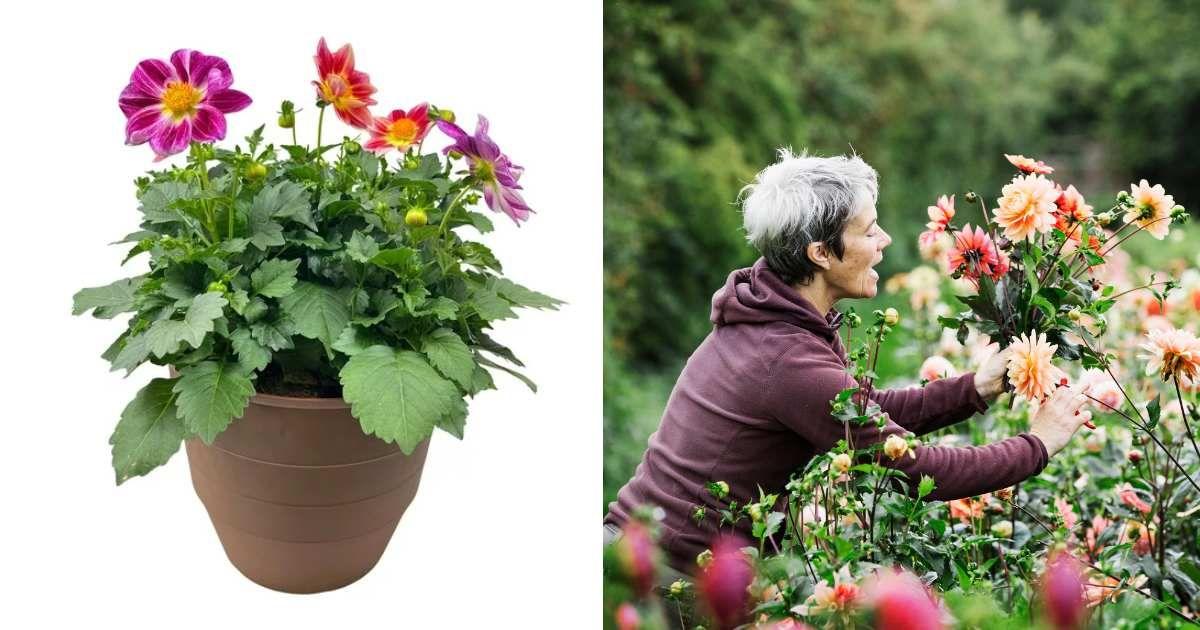 (L) Summer Bees Dahlias plant from Walmart (Cover Image Source: Walmart) | (R) Woman holding a pretty pink dahlia plant in her garden (Representative Cover Image Source: Getty Images | Mint Images)