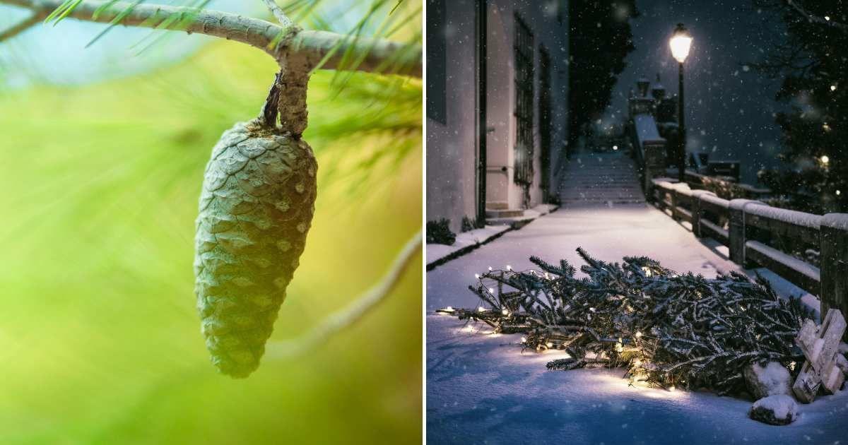 (L) A pine cone in a branch of the tree. (R) A discarded Christmas tree. (Representative Cover Image Source: Pexels | (L) Kostya Levit Naddubov, (R) Simon Berger)