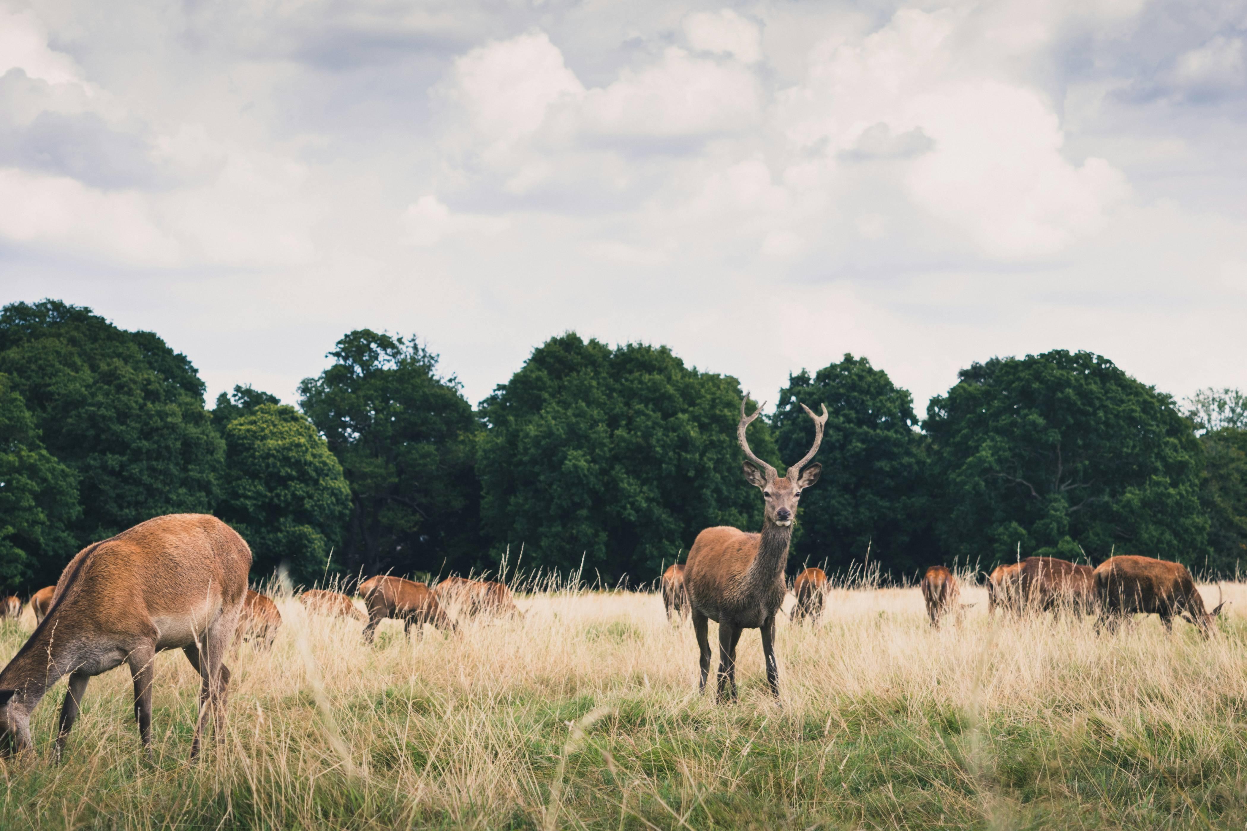 A group of deer graze in a wide field of grass with large trees behind them.