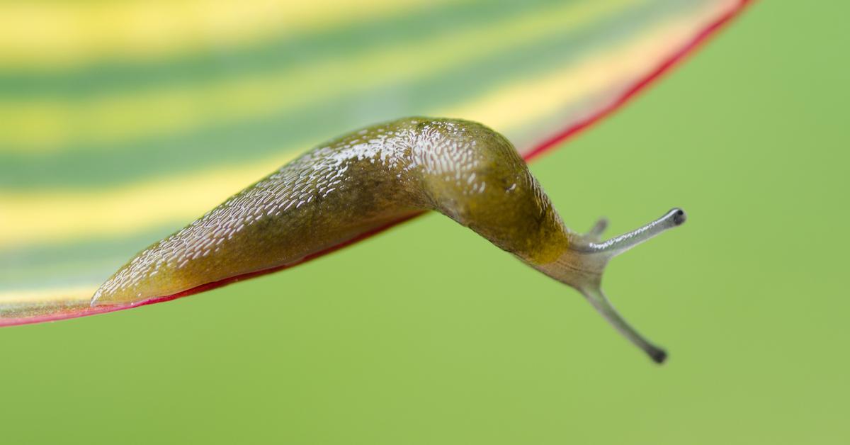 Why Does Salt Kill Slugs?