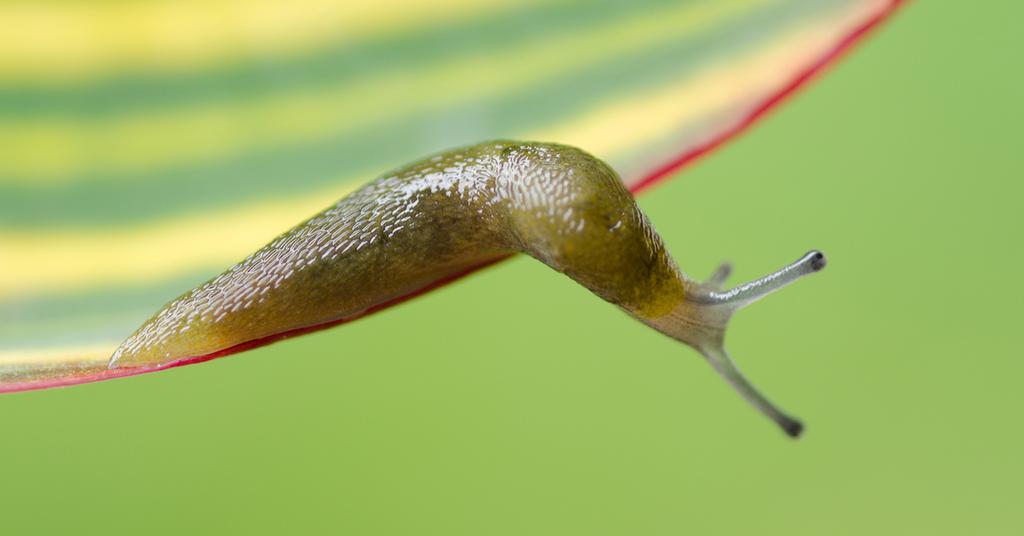 Why Does Salt Kill Slugs?