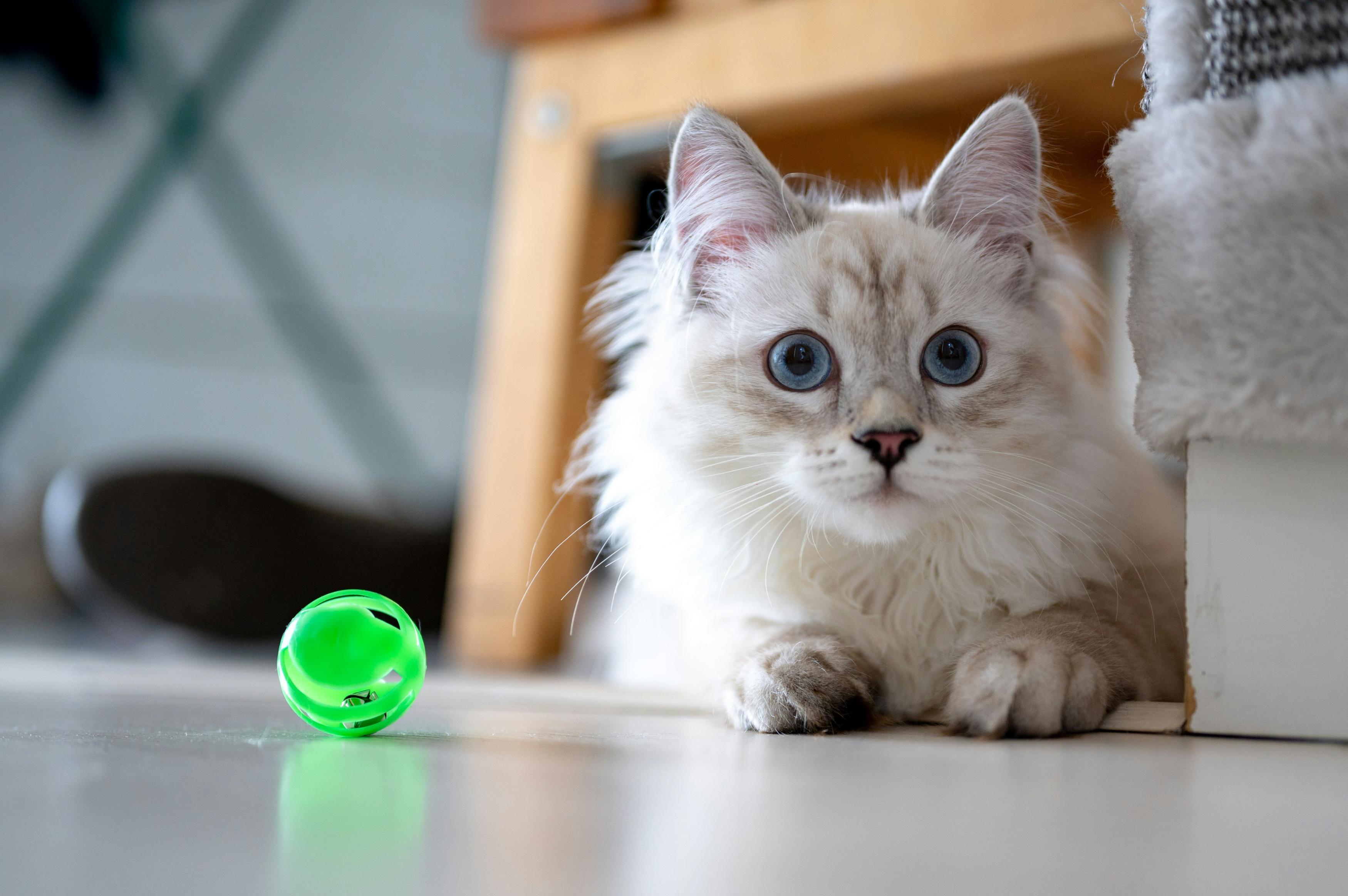 A white cat is pictured laying on the floor with a green plastic jingling toy beside her.