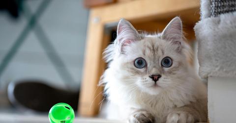 A white cat is pictured laying on the floor with a green plastic jingling toy beside her.