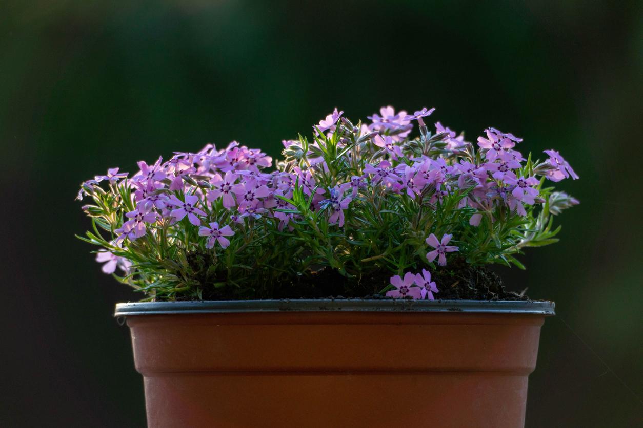 Side view of purple phlox in a large pot outside