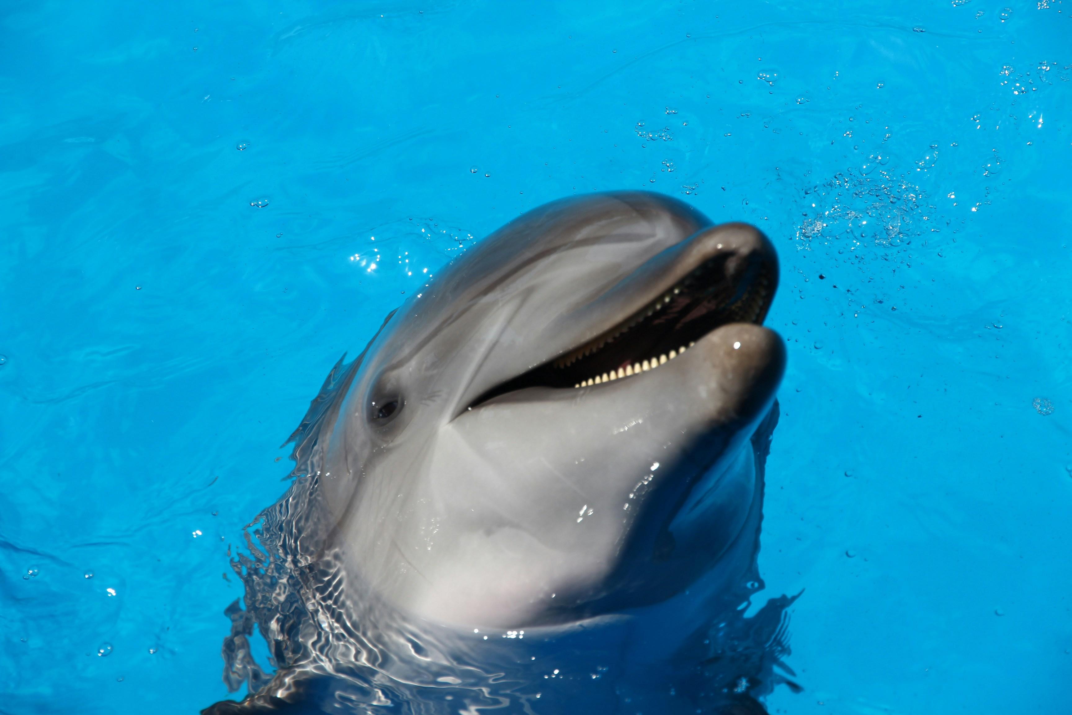 A dolphin appears emerging from a body of light blue water.