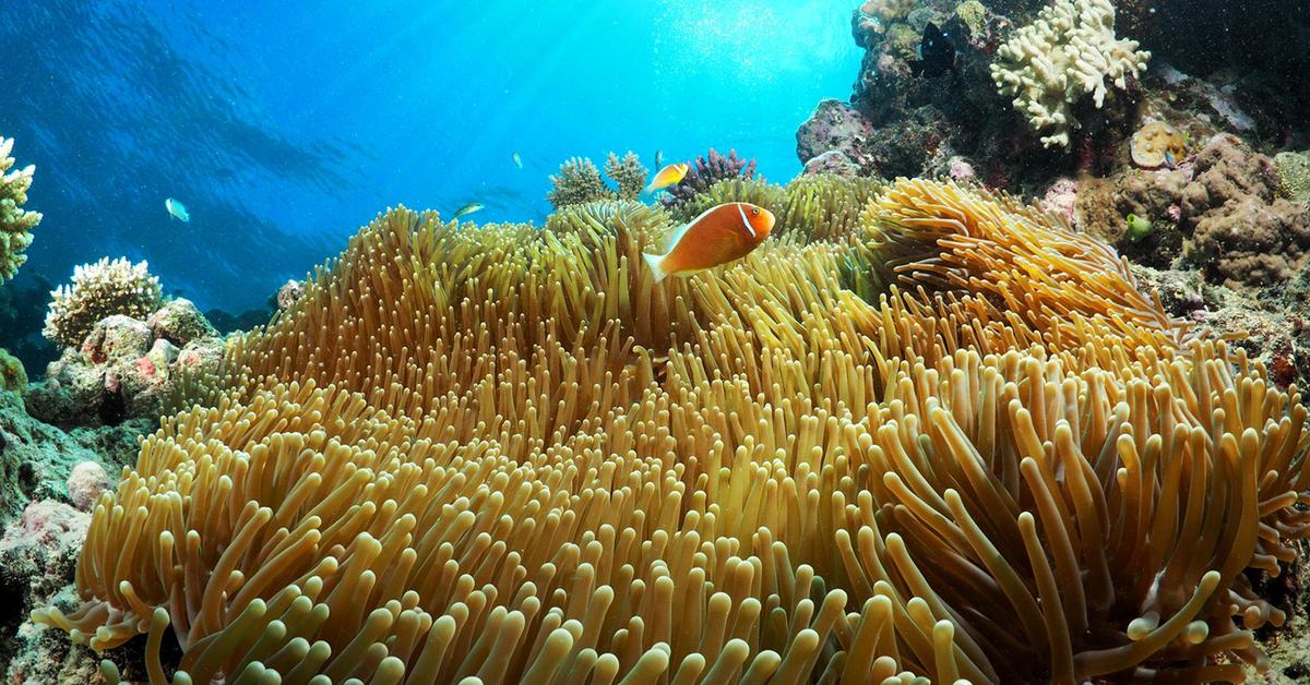 The Great Barrier Reef Is Showing Signs Of Recovery