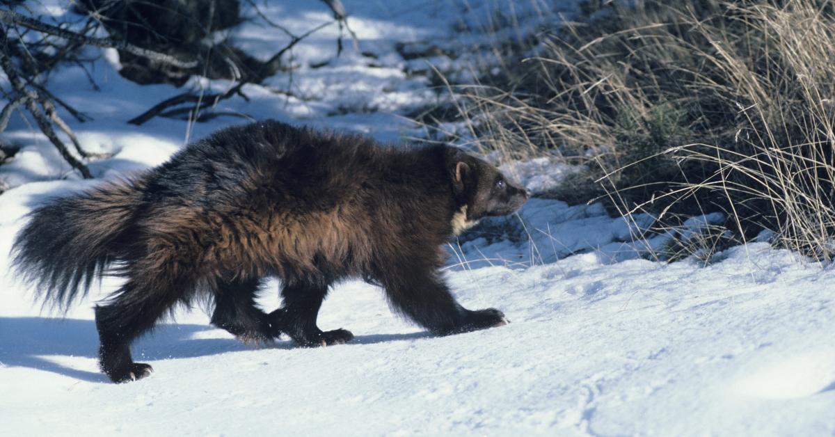 A wolverine walking in the snow. 