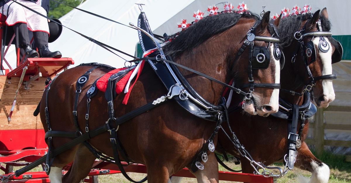 Clydesdales with their tails docked pulling a carriage.