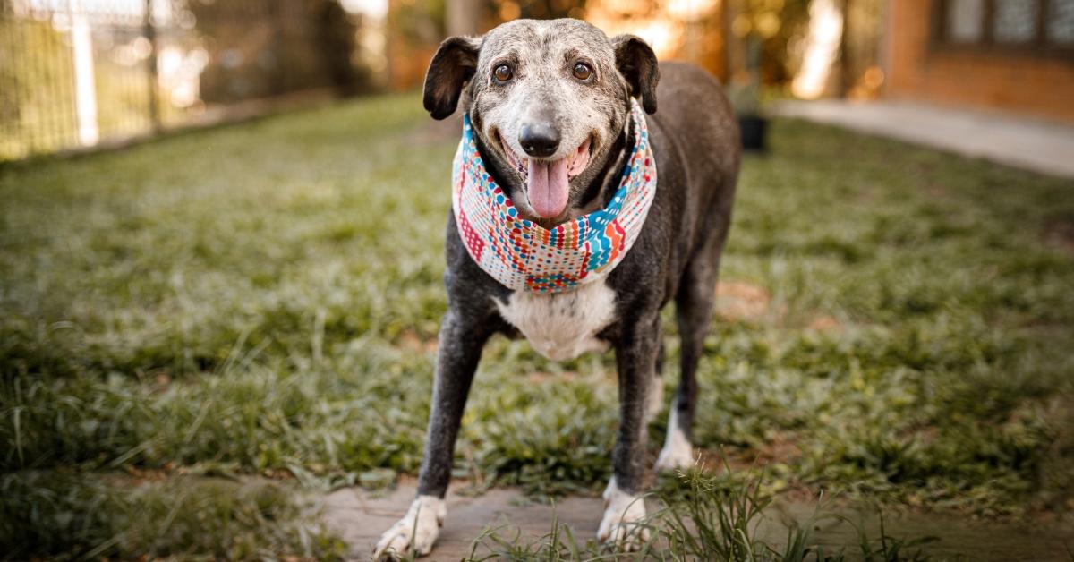 A happy senior dog stands outside while wearing a colorful bandana on their neck.