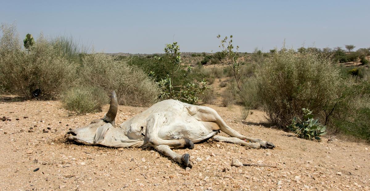 Effects Of Global Warming On Animals And Humans