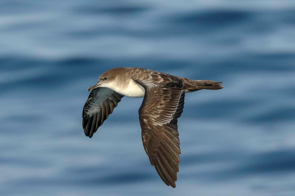 pn/caddc a e bf aedebafd