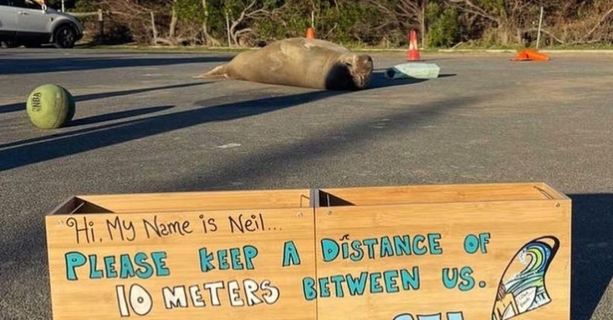 Neil the Seal lounging in the middle of the road. 