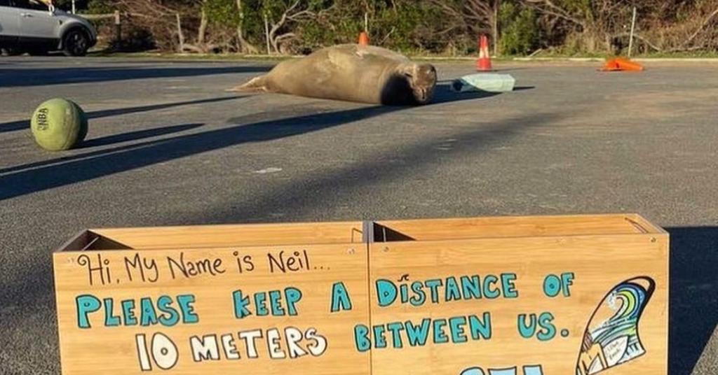 Where Is Neil The Seal This Southern Elephant Seal Is Amazing