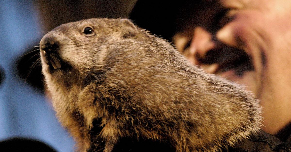 A closeup of Punxsutawney Phil the groundhog