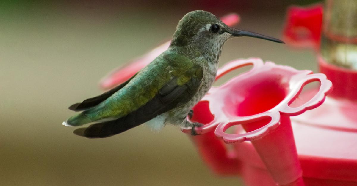 A hummingbird perches on a red bird feeder